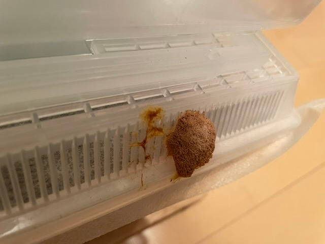 家の中に置いている虫かごに虫の卵みたいなものが付いていました。 何の卵か分かるでしょうか。