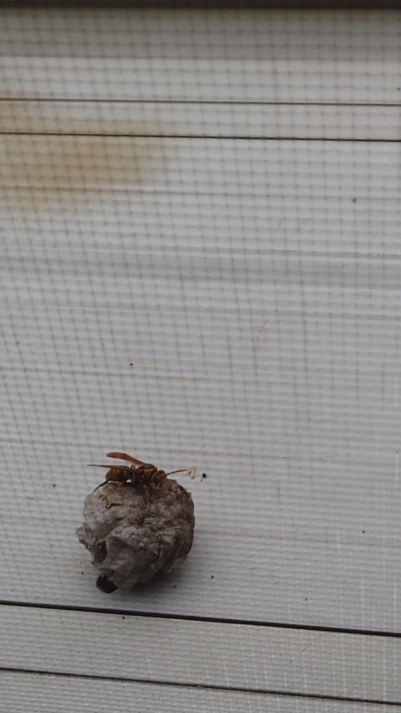 朝ベランダに出たら写真のように石？みたいなものにハチがついていました。これは蜂の巣の一部なのでしょうか？詳しい方教えてくださいm(_ _)m