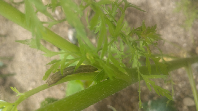 これは何の毛虫ですか？ 家庭菜園のニンジンにいました。 よろしくお願いします。