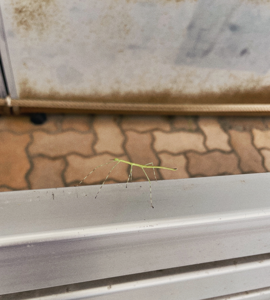 駐車場のベンチに見たことのない虫がいました。なんという虫かわかる方いらっしゃいますか？