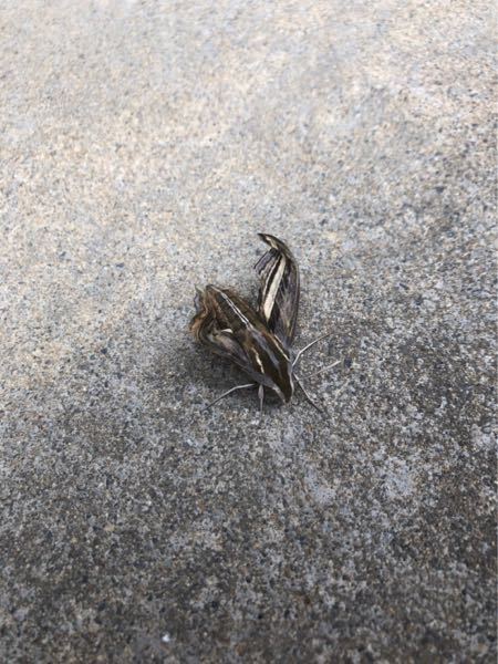 おそらく蛾という事ぐらいしかわかりません。この虫の名前わかる方おられますでしょうか。