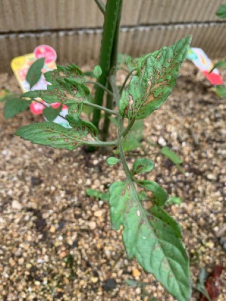 庭でミニトマトを育てています。 4月末に3本のミニトマトの苗を植えたのですが、そのうちの1本の葉に茶色の斑点が出てきました。 これは何かの病気でしょうか。 このまま放置しておいていいものか判断に悩んでおります。 ご教示お願い致します。