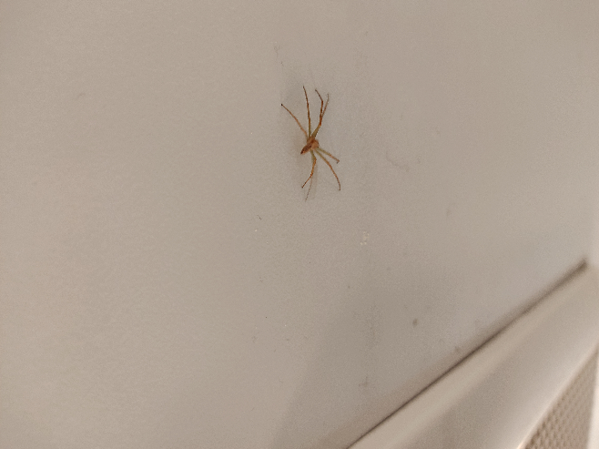 教えてください。 家の中にいたこの蜘蛛の名前わかるかたいますか？