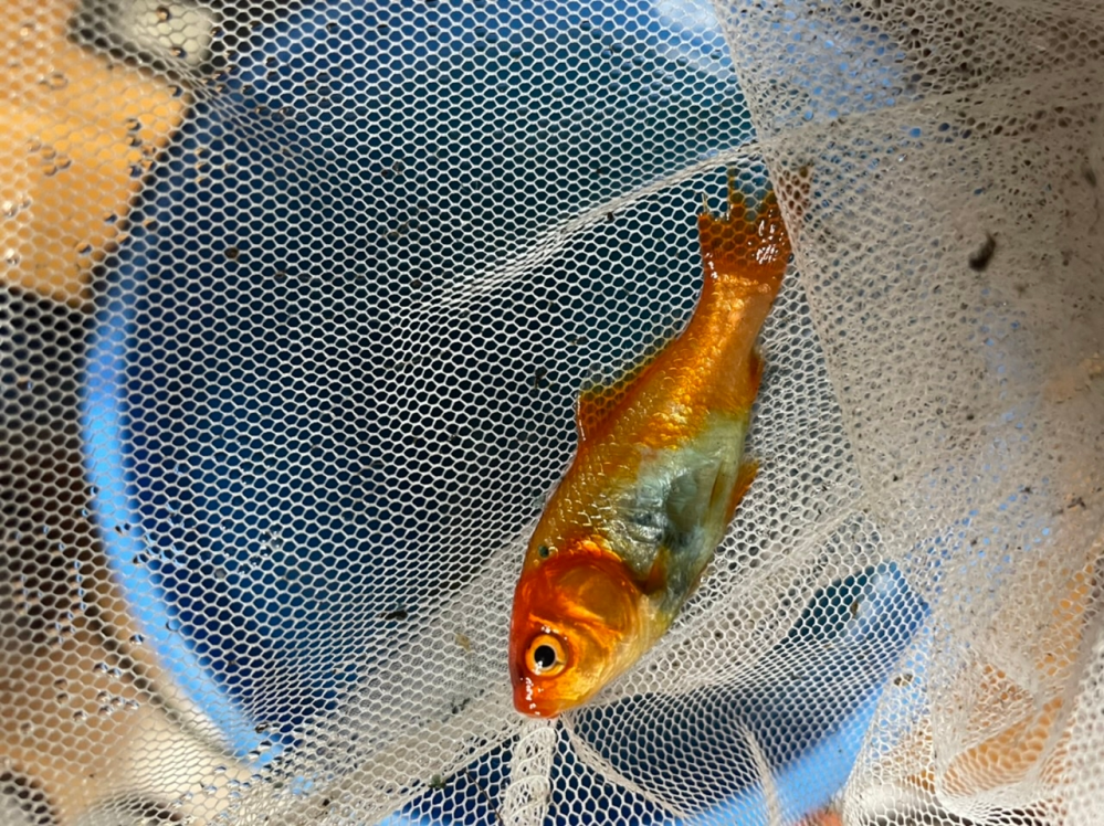 薬浴中に 金魚が死んでしまいました つつかれた 昨日は元気に見え 朝も Yahoo 知恵袋