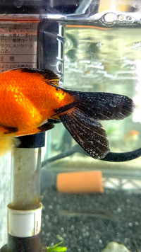 今金魚の白点病の治療をしていますが これは白点病であっています Yahoo 知恵袋