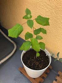 紫陽花アナベルについて アナベルの苗を初めて買って植え替えて10日ほ Yahoo 知恵袋