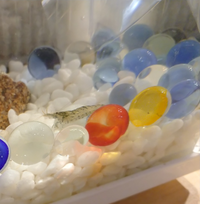 メダカと混泳させたいのですがこのエビの種類はわかりますか お詳し Yahoo 知恵袋