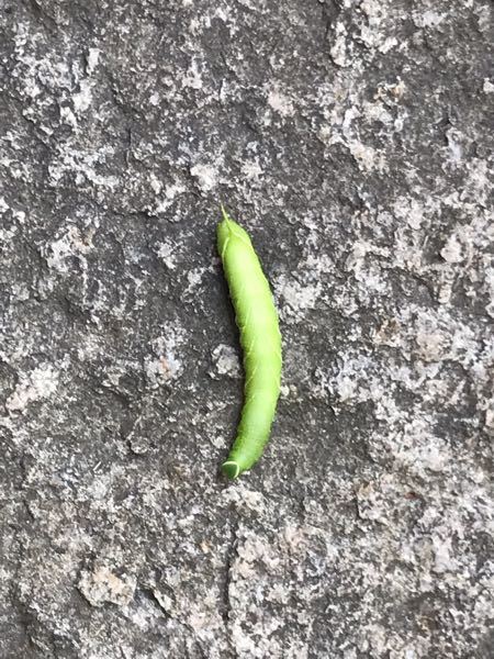 家の玄関先にいました、これは何の幼虫でしょうか？体長は8センチくらいです。