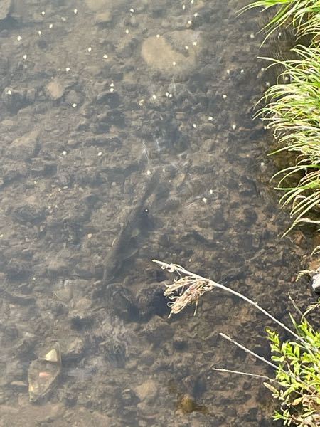 近くの川にいました。 鯉ではなさそうです。 どんな魚に見えますか