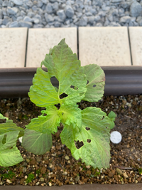 大葉の苗を買ってプランターに植えました このような状態ですが何からするべき Yahoo 知恵袋