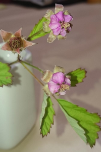 この花の名前を教えて下さい関東で今割いています苺の葉のようですが1ｃｍほど Yahoo 知恵袋