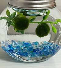 マリモが1週間ずっと浮いています 水替えの時軽く絞るように Yahoo 知恵袋