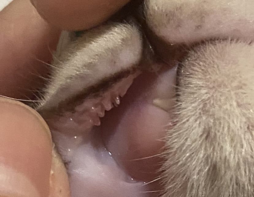 子猫(3ヶ月)の上唇の裏側にある突起と水疱状のできものの様に見えるものについて質問です。 添付画像を確認していただいて 教えてほしいのですが、これはどの猫にもあるものなのでしょうか。 病気だと心配なので回答お願い致します。
