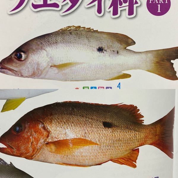 釣り魚この写真だけで、クロホシフエダイかイッテンフエダイか見分け... - Yahoo!知恵袋