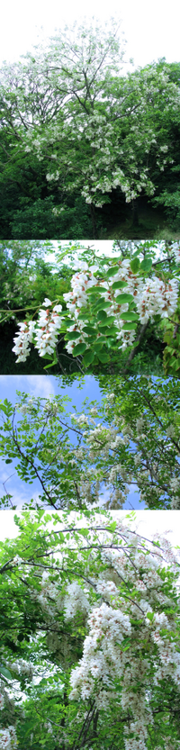 ５月の海岸近くにあった植物です 樹木です 白い花です 枝には鋭い Yahoo 知恵袋