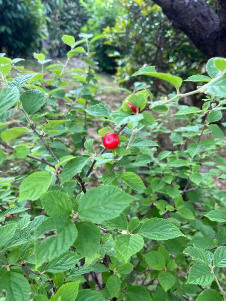 この実はなんという実でしょうか ユスラウメだと思いますので食べられま Yahoo 知恵袋