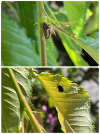 桜に虫がついていました 新芽もくるくる巻いている様な感じです 葉っ Yahoo 知恵袋