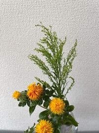 このフサフサの草は何という名前ですか 花が咲くものでしょうか Yahoo 知恵袋