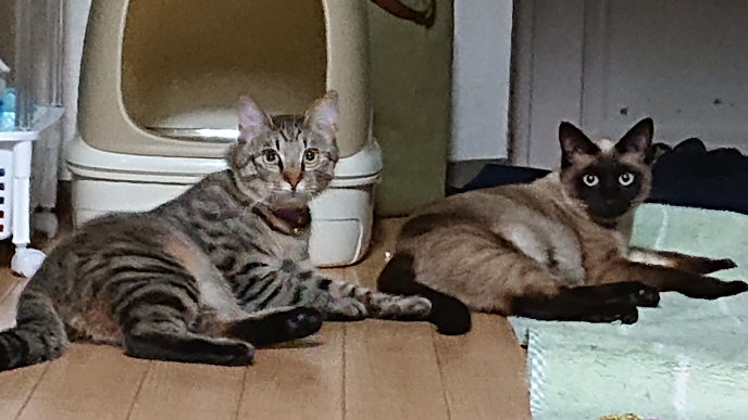 右の猫はシャムなのかタイ猫なのかミックスなのか… 2匹とも子猫の時（病院の先生曰く生まれて2~3週間）職場のゴミ捨て場にダンボールに入っているを見つけて保護しました。 写真は保護して1年経った時の写真です。
