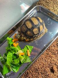 ヒョウモンガメの成体 35 40cm の背甲って 飼い込みだからな Yahoo 知恵袋