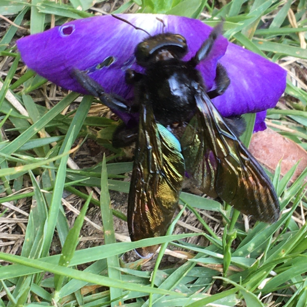 さっきこの蜂に刺されました かなり痛いです 何と言う蜂でしょうか また刺さ Yahoo 知恵袋