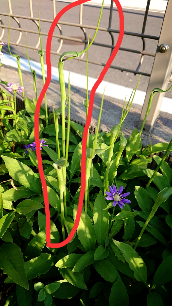自宅の庭に植えた覚えのない植物が生えてきているのですが、こちらの植物の名称をご存知の方はいらっしゃいますか？ 他の花も映ってしまい見にくいのですが、画像も添付致しました。赤で囲っている植物です。1本だけでなくたくさん生えています。 よろしくお願い致しますm(_ _)m