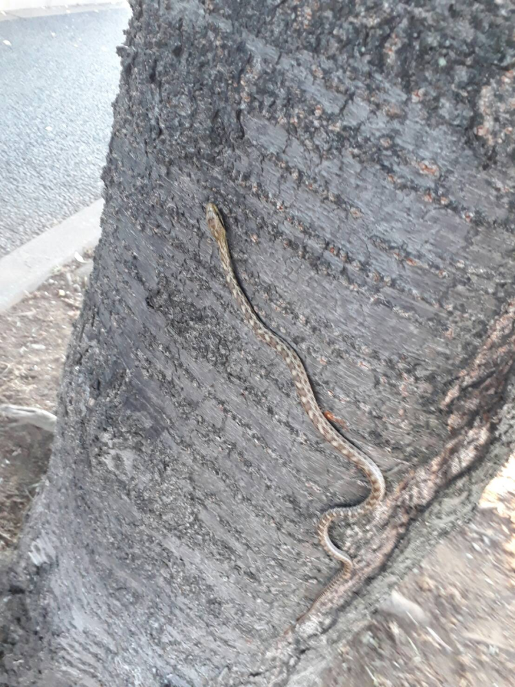 お散歩中に見つけたこのヘビはなんというヘビですか？ 危険なヘビですか？