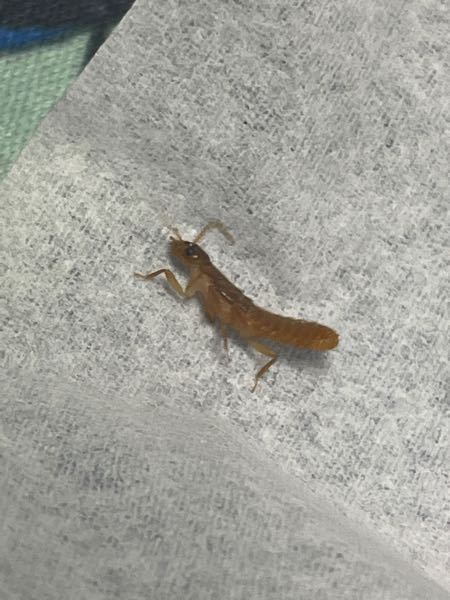 沖縄に住んでいるのですが今日4匹ほど（もっといるかもしれません）この幼虫？蟻？が出てきました。 この虫は何でしょうか？