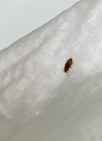 2ミリくらいの虫です。
ゴキブリの赤ちゃんでしょうか？ 