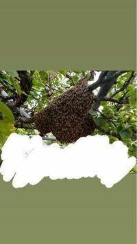 いつの間にか自然にできたミツバチの巣があるんですが、これは、はちみつは養殖じゃないけど成長したら食べれますか？ ちなみにこのサイズだから近所の養殖から来たばかりなんですかね……