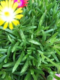 マツバギク弱ってますが増やしかたは マツバギクがベランダで冬を越し 花を咲か Yahoo 知恵袋