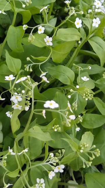 北海道留萌の林道でひっそりと群生していたこの小さい白い花の山野草はなんという名前の植物でしょうか ️ 皆様からのご教示、よろしくお願いいたしますm(__)m⤵️