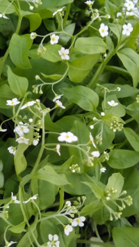 北海道留萌の林道でひっそりと群生していたこの小さい白い花の山野草はなんとい Yahoo 知恵袋