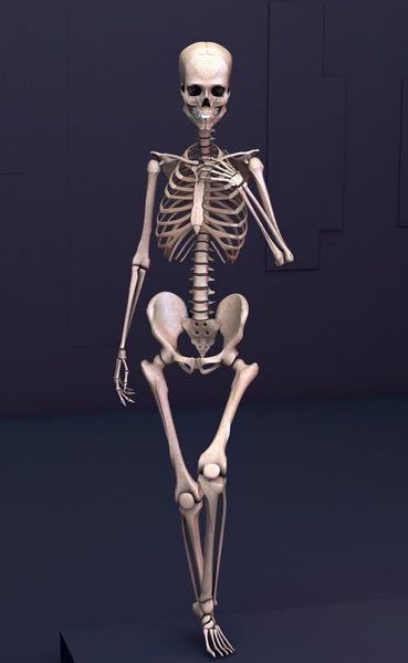 この骸骨が女性だった場合 胸 くびれ ヘソの位置ってどこに来るんですか Yahoo 知恵袋