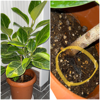 観葉植物について全く知識がありません 一ヶ月前にいただいた観葉植 Yahoo 知恵袋