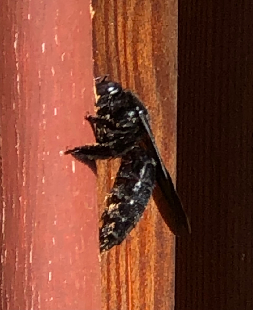 昆虫の名前 行動理由を教えてください 自宅の軒先にある 木 Yahoo 知恵袋