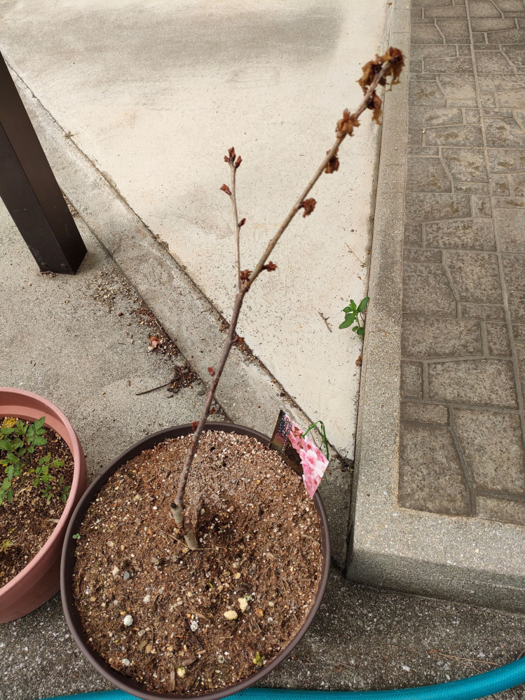今年の1月に桜の苗木を鉢植えしました。 今日の写真を載せていますが、「南殿桜」がこのような感じになっています。 同じように植えた「一才桜」は、緑の葉が茂っています。 南殿桜は枯れているのでしょ... 