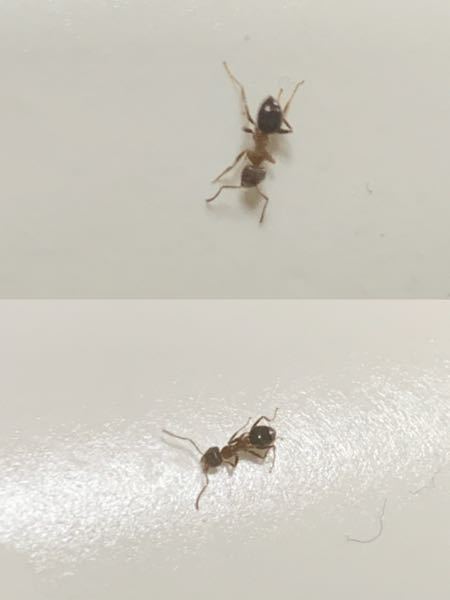 これはなんと言う種類のアリですか？ 家の中に沢山いて困ってます。