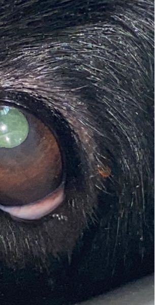 この犬の瞼についているのって、ダニなんでしょうか。 虫の形に見えるんですけど。 出きものか何かでしょうか 至急
