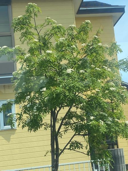 最近、北海道で見かけるこの木(白いカリフラワーみたいな花が咲いてる)って何ですか？(2022/05/26 13:13:02)