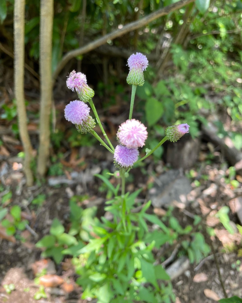 この花の名前はなんですか？低山の登山で見つけました。