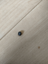 この虫なんですか 犬富山に散歩に行ったところ 目の下と耳の Yahoo 知恵袋