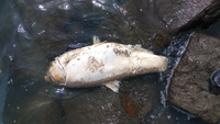 千葉県の海岸で同じような魚の死骸を4匹ほど見つけたのですがなんの魚でしょうか

40.50cmほどあったと思います
色はピンクっぽかったです。 