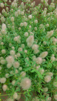 この植物の名前は何でしょうか ラグラス Yahoo 知恵袋