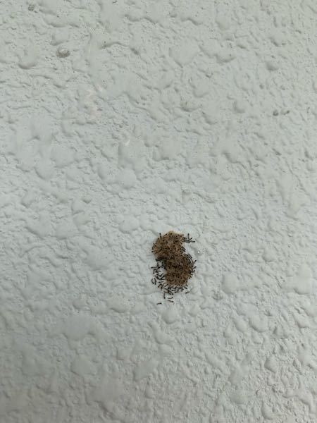 この幼虫の集まりみたいなのが何なのか知りたいです。 玄関の外にいました。