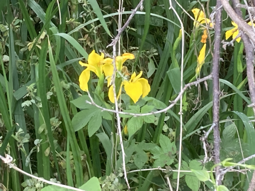 蔓が邪魔していますが… 写真中の黄色い花を咲かせている植物の名称を教えて頂きたいです よろしくお願い致します