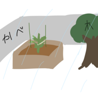 ミニトマトをプランターに植えているのですが 雨が直に当たって葉っぱの色が変 Yahoo 知恵袋