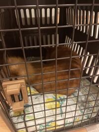 寝室にクレートを置いて 犬の寝床にしている方に質問です ミニピン Yahoo 知恵袋