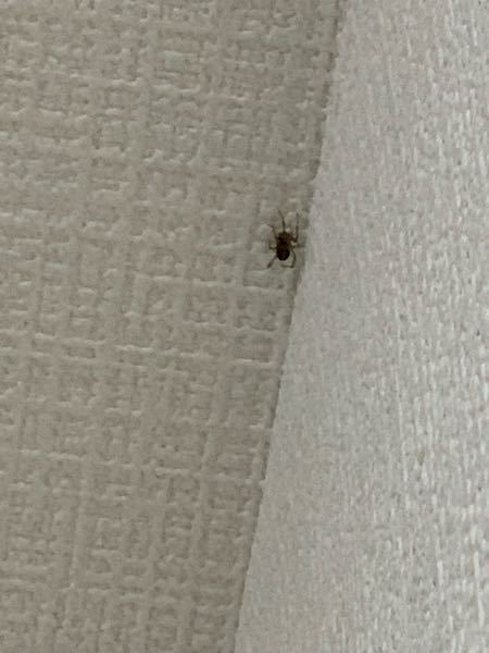 家の天井にこの虫が居たのですが、なんという蜘蛛でしょうか？？ 家を出る前に同じ場所にいて、数時間外出していたのに、全く同じ場所から全然動いていません。 ちょうどベッドの上なので落ちてこないか不安...
