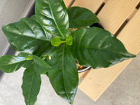 ひと月くらい前に買ってきたコーヒーの葉っぱに 白いざらざらした砂つぶみたい Yahoo 知恵袋